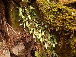 Notogrammitis givenii. Mature plants with obovate fronds growing from long-creeping rhizomes.
 Image: L.R. Perrie © Leon Perrie CC BY-NC 3.0 NZ